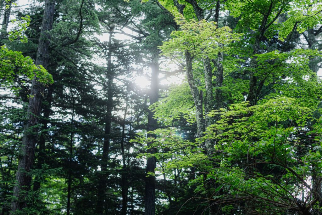 軽井沢の森の光