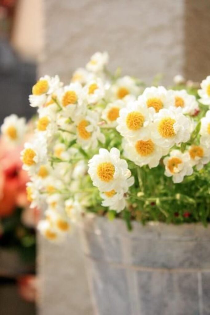 アネーリ軽井沢の敷地をやさしく彩る季節の花々。自然光に映える白い花は、非日常の癒しと上質な滞在を演出します。軽井沢の四季を感じる、心に残るひとときをお届けします。