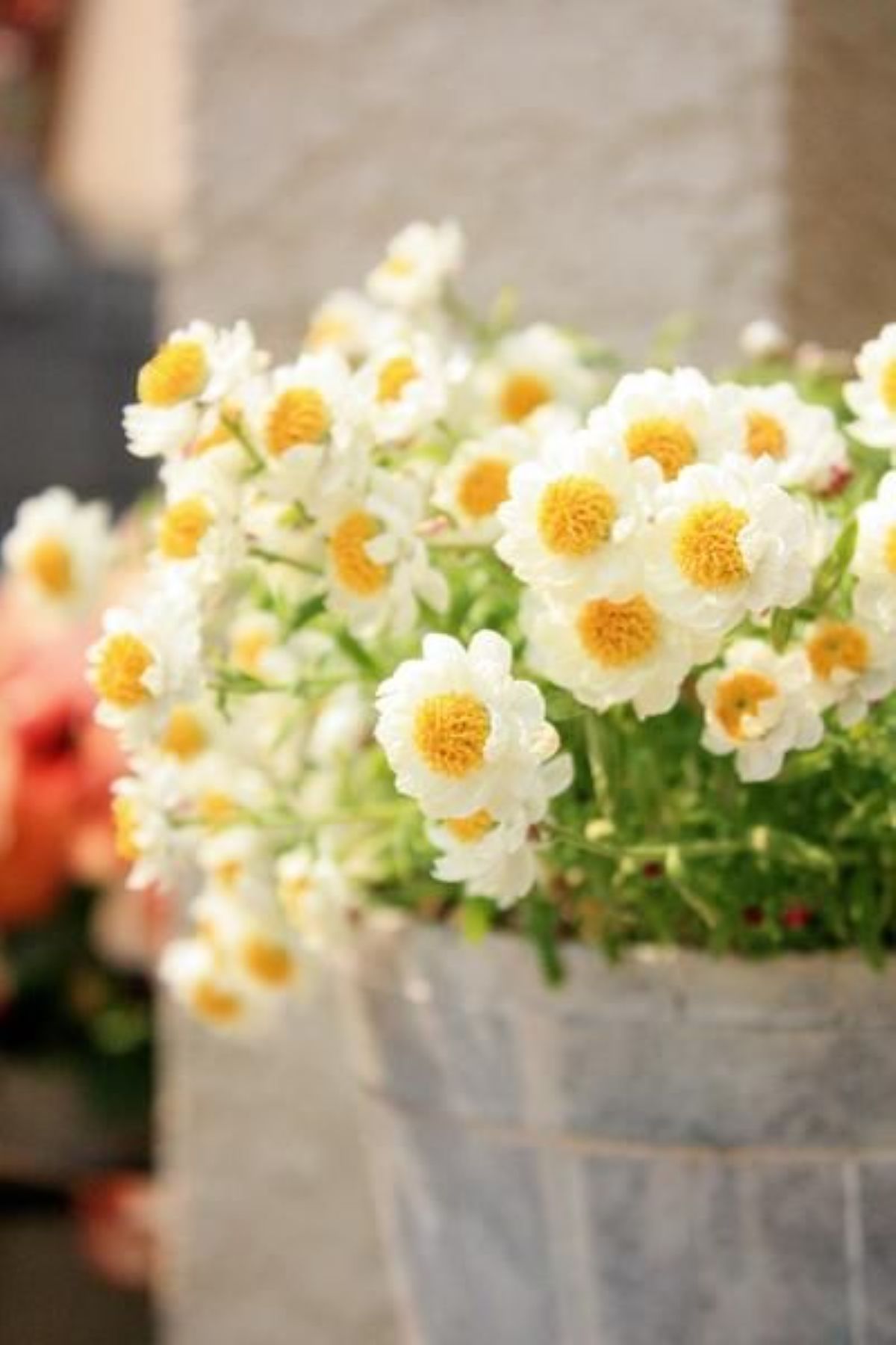 アネーリ軽井沢の敷地をやさしく彩る季節の花々。自然光に映える白い花は、非日常の癒しと上質な滞在を演出します。軽井沢の四季を感じる、心に残るひとときをお届けします。