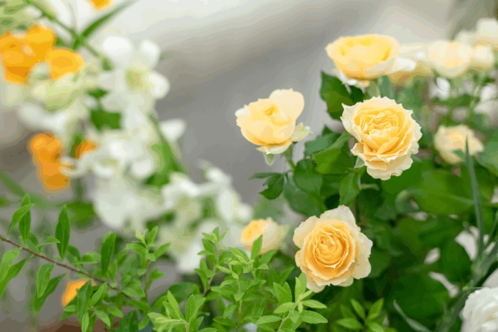 さいたま市の結婚式場アネーリ大宮。入籍報告はいつ・誰に・どうする？｜アネーリ大宮が教える、失礼にならない結婚報告マナー完全ガイド。